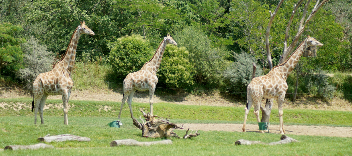 RB 13 Zoo Safari Zoo Animaux Palmier Acacia Girafe Gorrila Singes Zèbre 